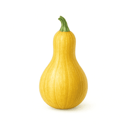 Courge