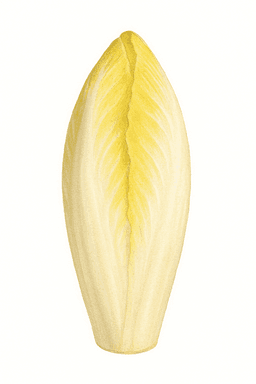Endive