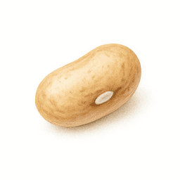 Haricot