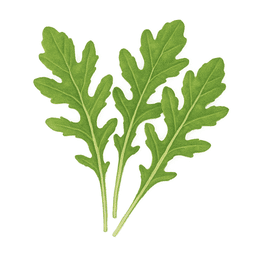 Roquette